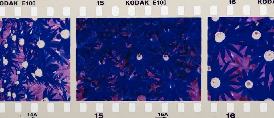A strip of 35mm Kodak E100 film showing three consecutive frames of the same flowers, each one framed slightly differently