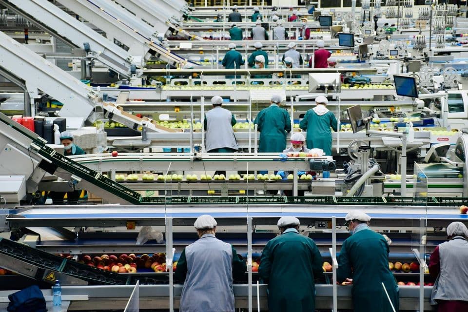 A fruit packing plant seen down its length, apples moving along several parallel conveyor lines with workers standing at separate stations along each one